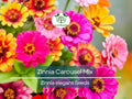 200 Seeds Zinnia Carousel Mix, Heirloom, Non-GMO, Large 4" Blooms, Vibrant Carnival Colors, Perfect for Gardens & Cut Flowers