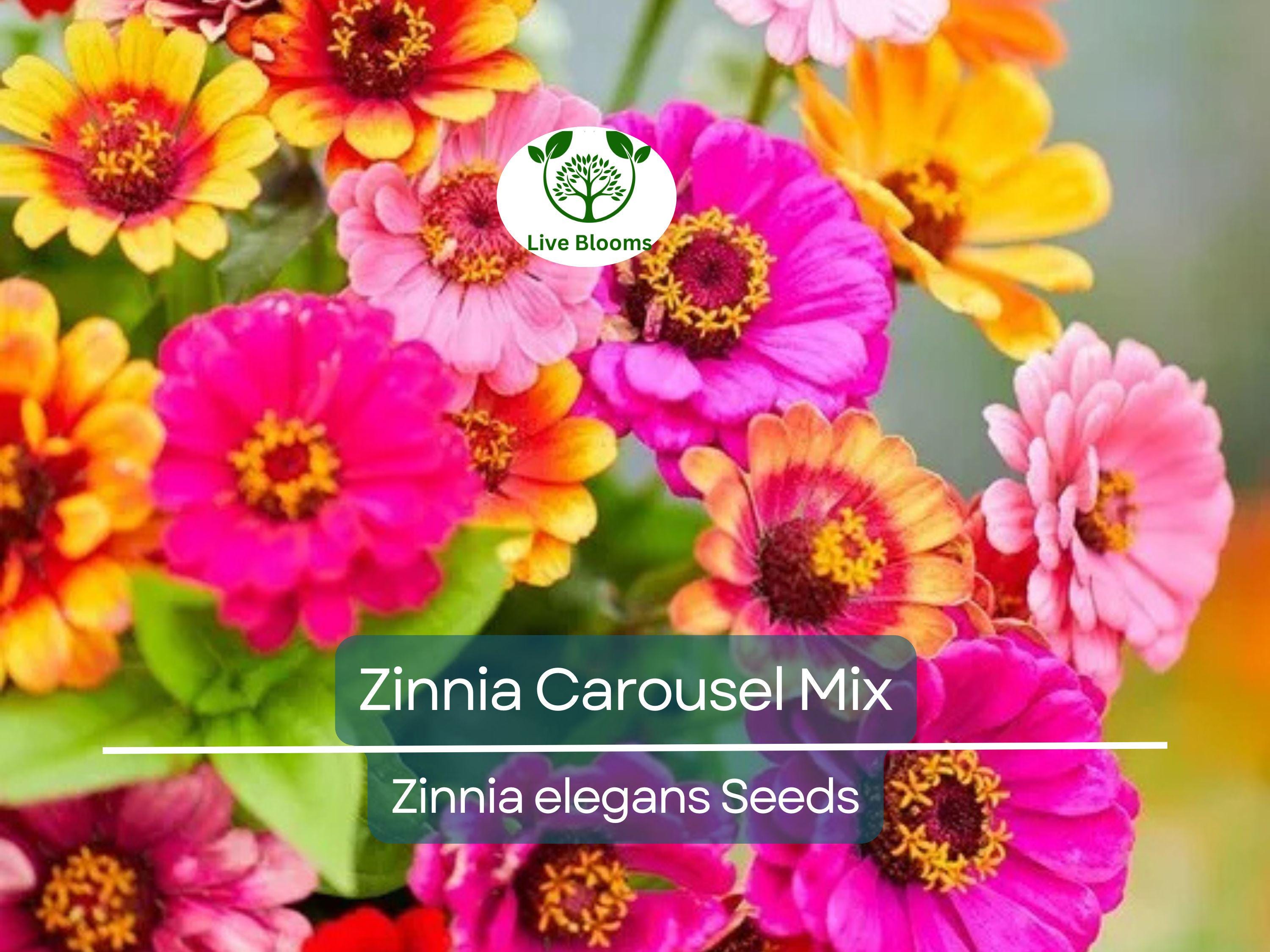 200 Seeds Zinnia Carousel Mix, Heirloom, Non-GMO, Large 4" Blooms, Vibrant Carnival Colors, Perfect for Gardens & Cut Flowers