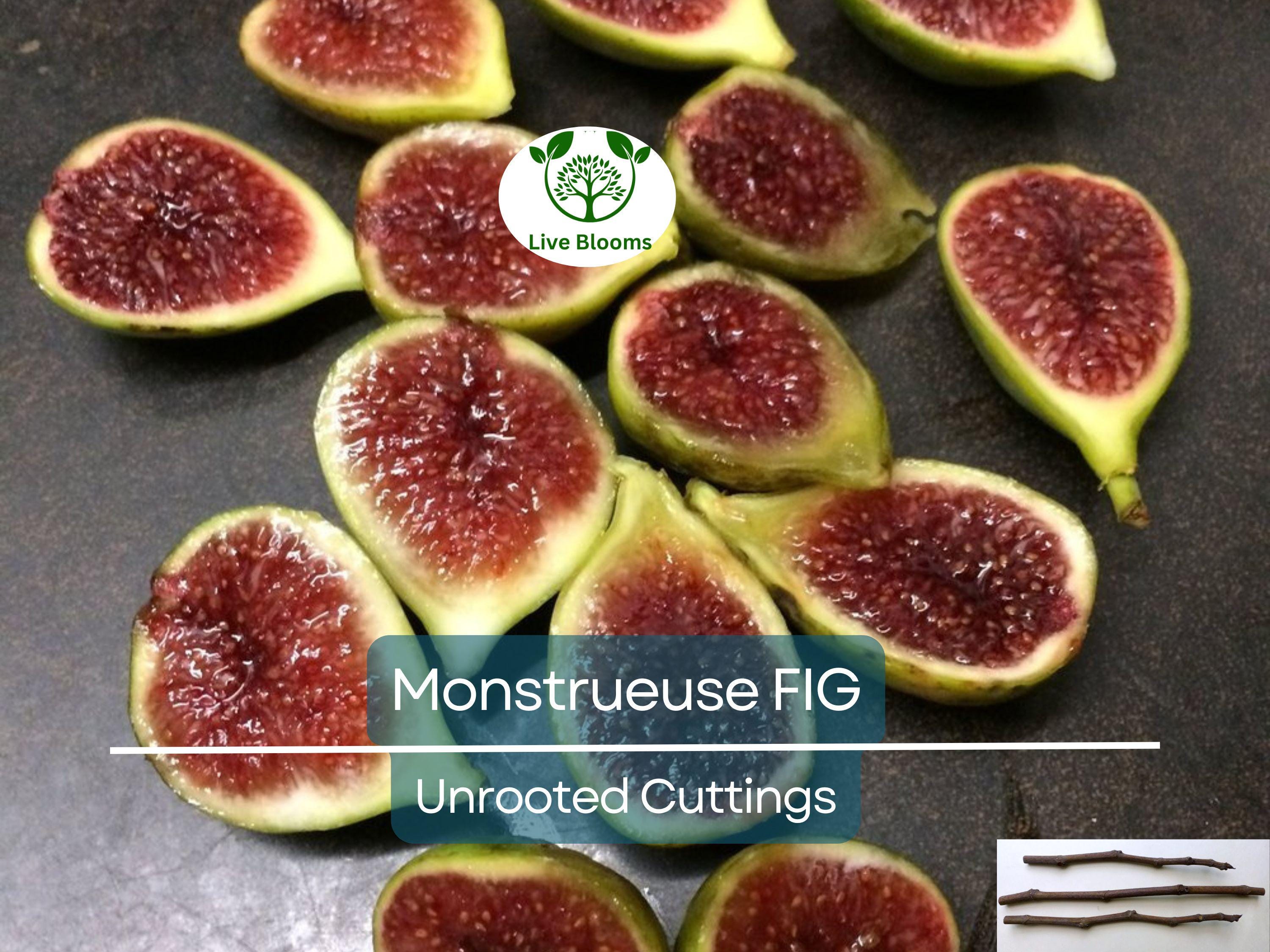 3x 'Monstrueuse' Fig Unrooted Cuttings 5-6" | Ficus carica | Large Fig Variety | Delicious Sweet Fruit, Easy Rooting for Gardeners