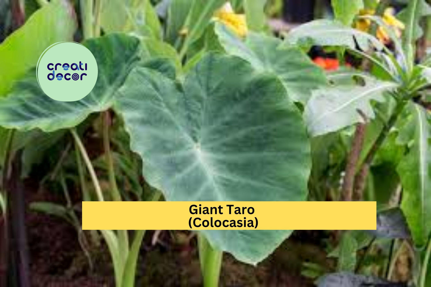 Giant Taro Colocasia Elephant Ear | 20 Bare Root Plants | Tropical Perennial Foliage for Landscaping and Water Gardens