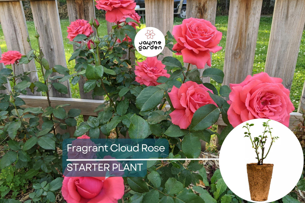 Fragrant Cloud Rose Plant - 1.5 Gal Hybrid Tea | Large Coral Red Flowers | Strong Honey Fragrance | 5” Blooms |