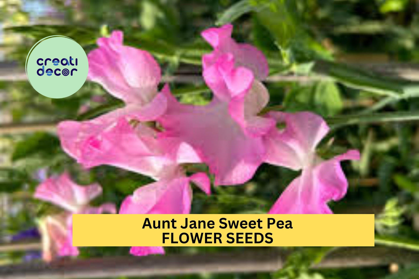 50+ Aunt Jane Sweet Pea Seeds – Soft Pink Fragrant Blooms for Garden Planting, Climbing Vines for Trellises & Bouquets – USA