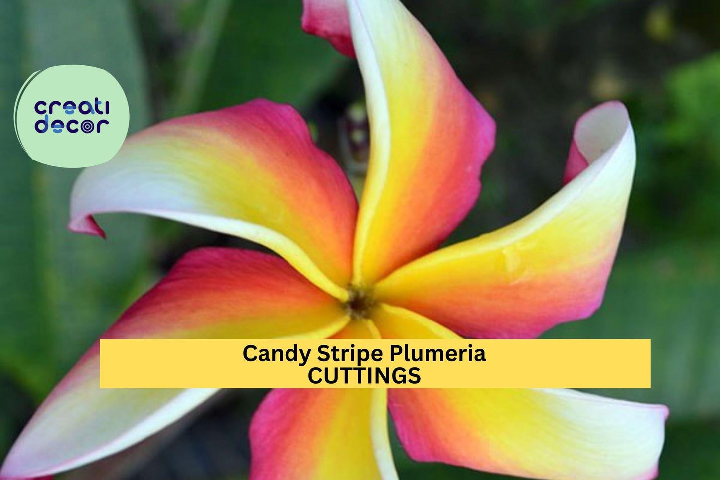Candy Stripe Plumeria Cutting – 10" Fresh Unrooted Single Head Stem – Rare Fragrant Tropical Flowering Plant – USA