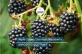 7 Premium Organic Triple Crown Thornless Blackberry Cuttings 6"-10" | Sweet Juicy Berries | Easy to Grow | Unrooted Starter Plants
