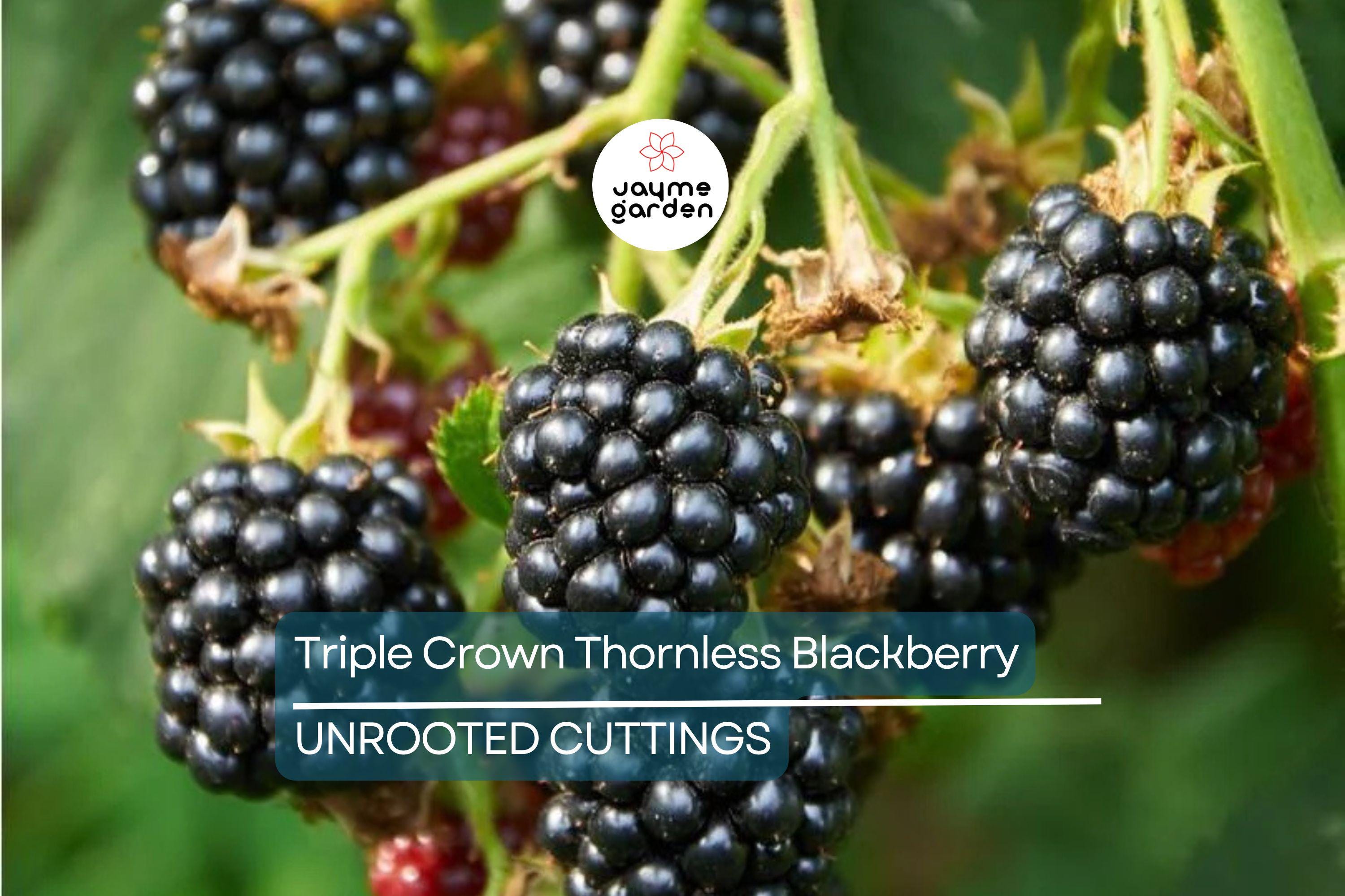 7 Premium Organic Triple Crown Thornless Blackberry Cuttings 6"-10" | Sweet Juicy Berries | Easy to Grow | Unrooted Starter Plants