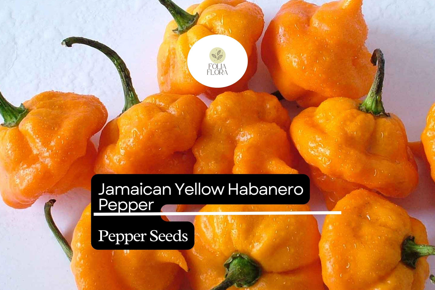 25 Jamaican Yellow Habanero Pepper Seeds – Capsicum chinense – Extra-Hot Chili, Fruity & Citrusy Flavor, Non-GMO, 200,000–300,000 Scoville