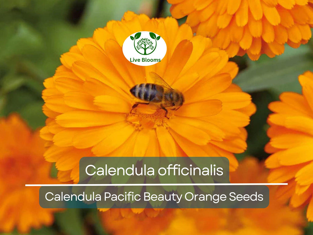 100 Seeds Calendula Pacific Beauty Orange (Calendula officinalis) - Bright Orange Flowers for Planting, Garden, Pollinator-Friendly, Herb