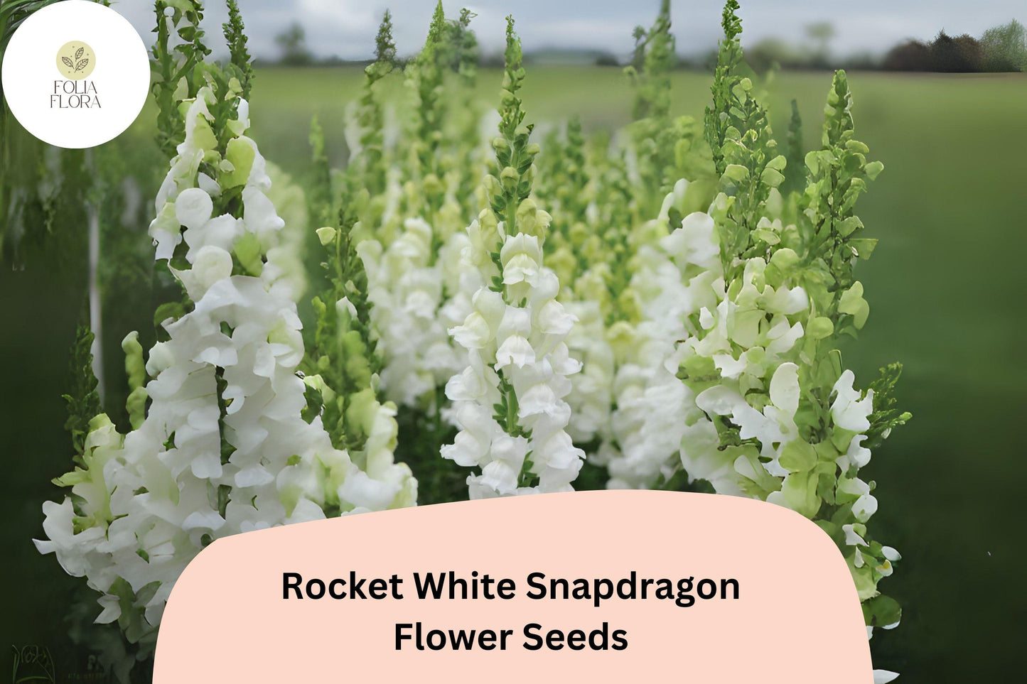 Antirrhinum majus Rocket White Snapdragon Seeds – 1000+ Pure White Blooms for Garden & Cut Flowers