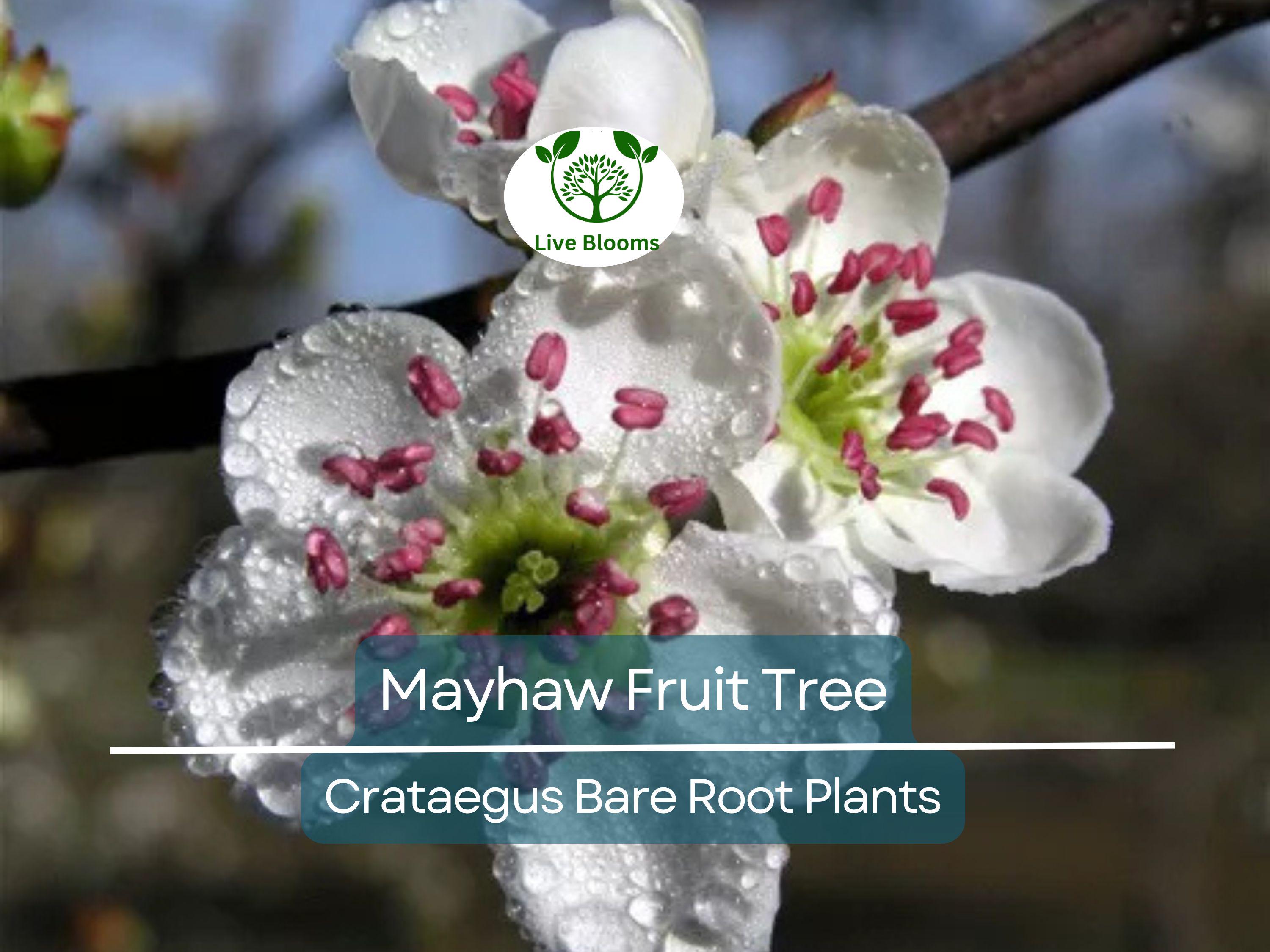2 Mayhaw Fruit Trees – Live Heirloom Seedlings 6” Tall – Bare Root Red Apple-Hawthorn – Southern Native for Jelly & Wildlife