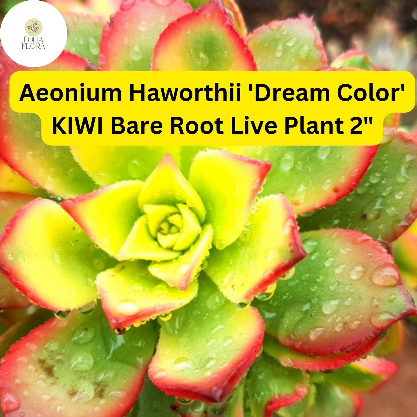 Aeonium haworthii ‘Dream Color’ Kiwi | 2 Bare Root 2" Live Succulent Plants | Variegated Rosettes, Drought-Tolerant