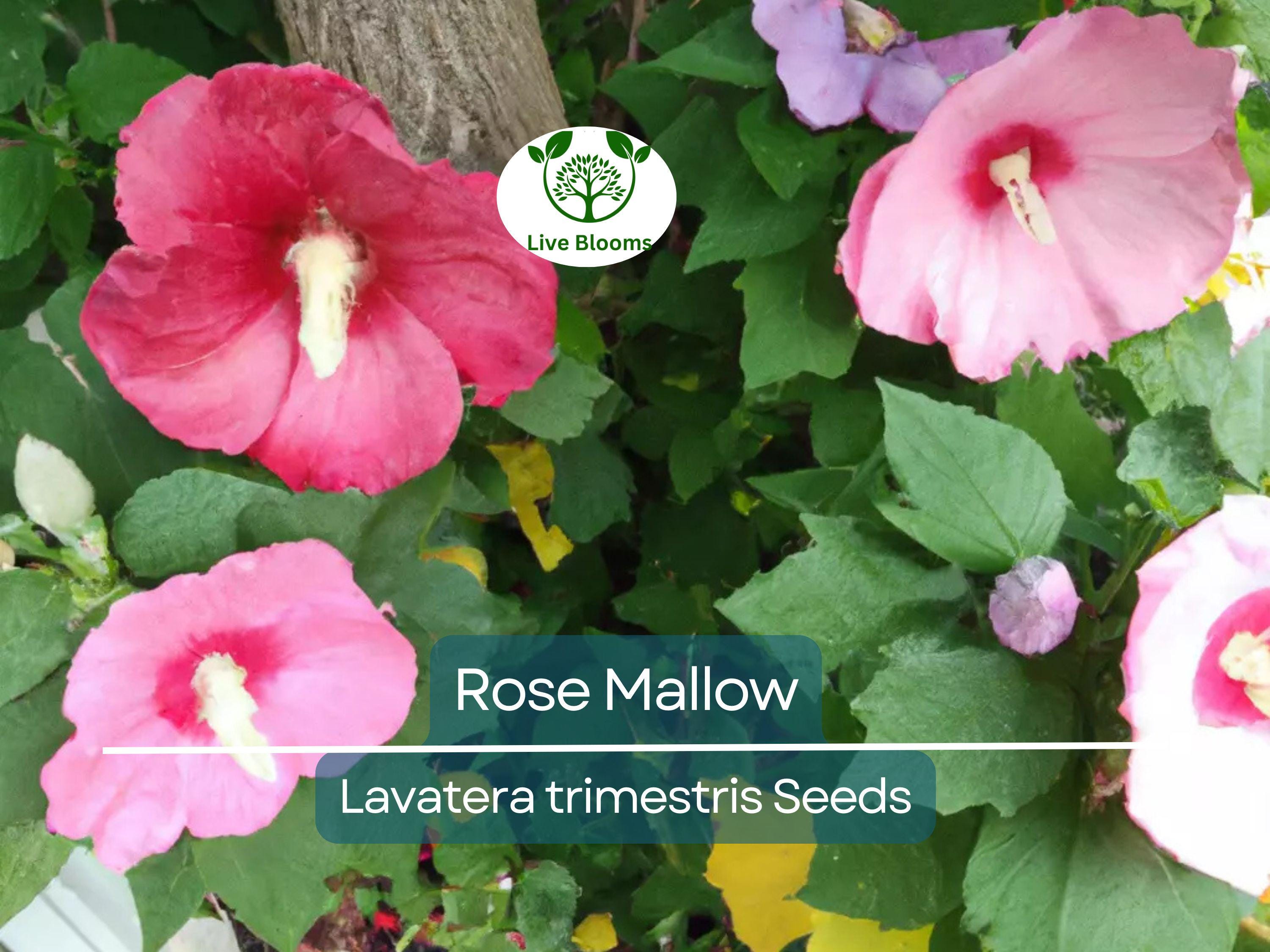 500 Rose Mallow Seed Mixed Colors - Lavatera trimestris, Bulk Flower Seeds, Vibrant Garden Blooms, Annual, Easy-to-Grow, Pollinator-Friendly