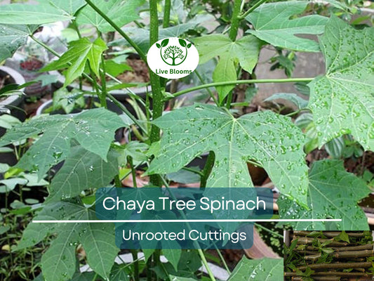 12 Chaya Cuttings Deep Lobed Unrooted 6-8” Long – Edible, Fast-Growing Organic Plant