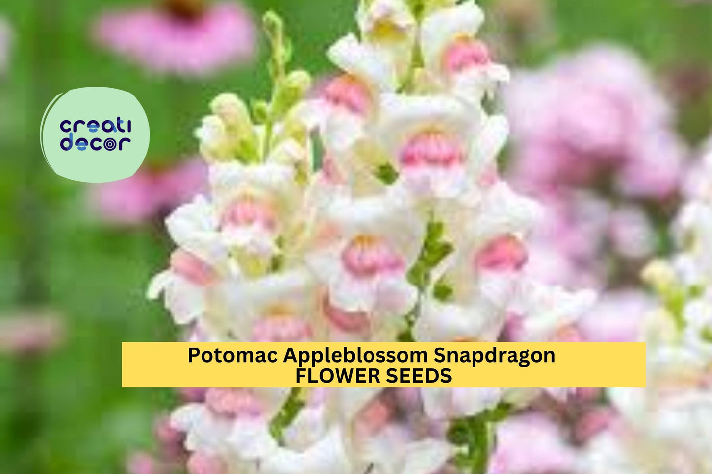 1000+ Potomac Appleblossom Snapdragon Seeds – Soft Pink & Cream Blooms for Garden Planting, Tall Spikes for Bouquets – USA