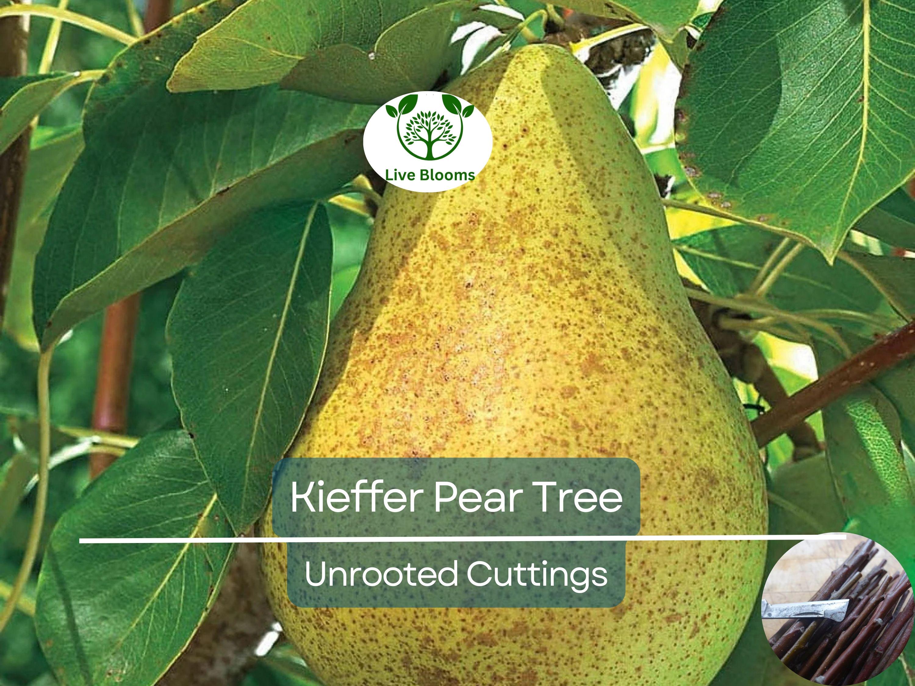 8 Kieffer Pear Scion Wood Cutting - 10-12", Pyrus calleryana, Hardy Fruit Tree, Ideal for Rooting or Grafting, Fruit Tree Propagation