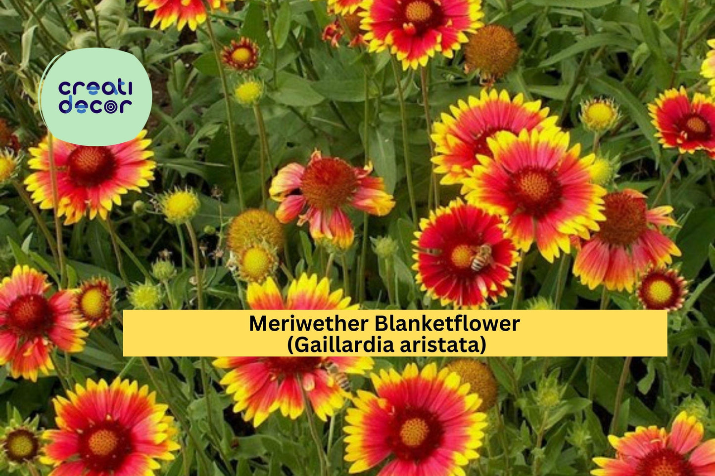 Meriwether Blanketflower Seeds (Gaillardia aristata) – 25 Native Wildflower Seeds | Drought-Tolerant | Yellow-Red Blooms