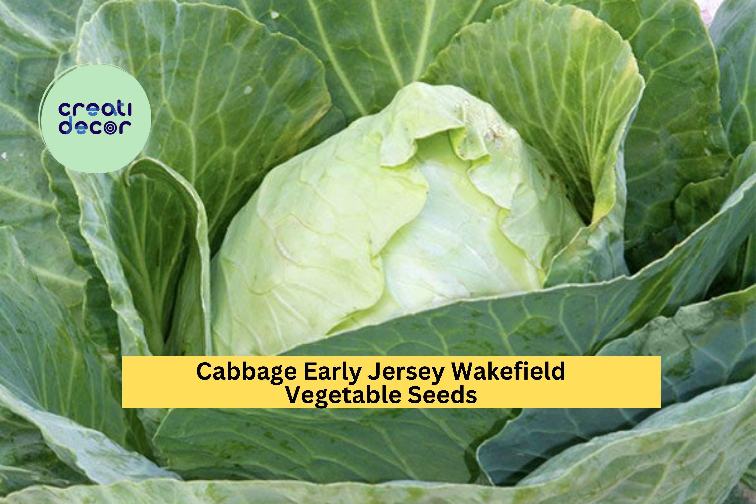 3pcs x 1g Early Jersey Wakefield Cabbage Seeds – Heirloom Pointed Heads for Garden Beds, Rows, or Containers Seeds for Planting