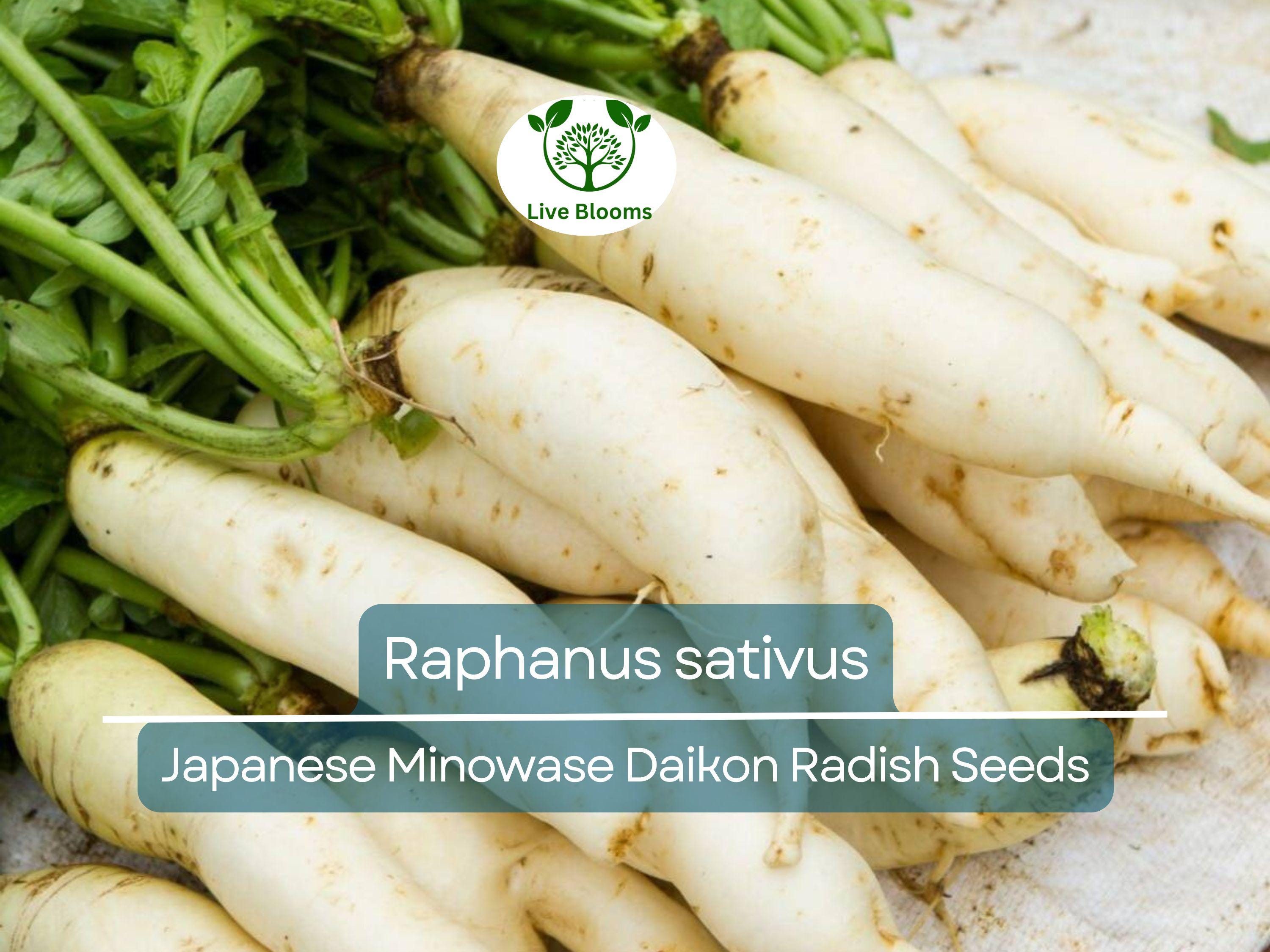 1 Gram Seeds Japanese Minowase Daikon Radish – Raphanus sativus | Heirloom Seeds for Planting, Gardening & Crisp White Harvests