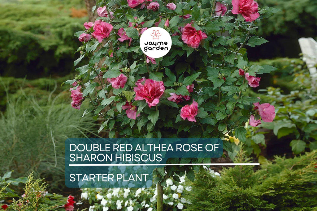 Live Double Red Althea Rose of Sharon Starter Plant | 1/2–1 ft. Bare Root Hibiscus | Fast-Growing, Low Maintenance