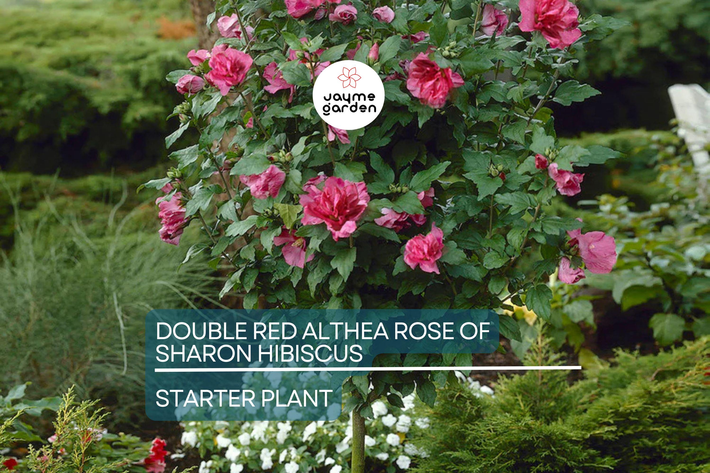 Live Double Red Althea Rose of Sharon Starter Plant | 1/2–1 ft. Bare Root Hibiscus | Fast-Growing, Low Maintenance