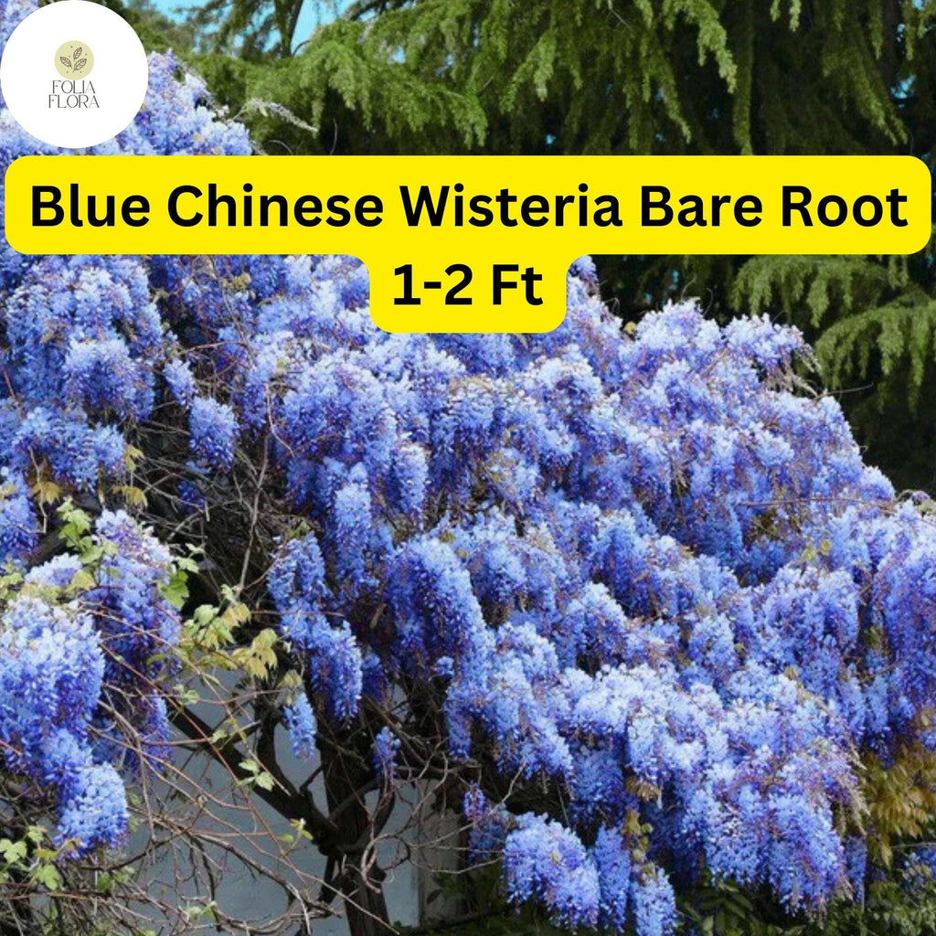1 Bare Root Blue Chinese Wisteria Tree, 1-2 Ft Tall Live Plant, Wisteria sinensis, Ready to Plant