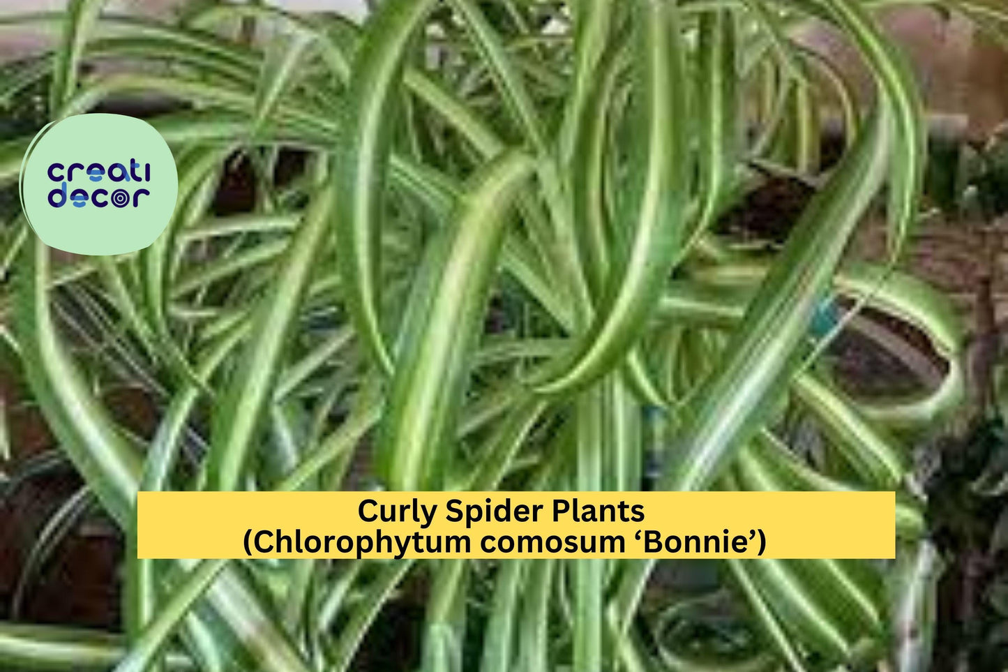 Green Curly Spider Plants 2 inch Pot – Chlorophytum comosum ‘Bonnie’ – Starter Houseplants, Easy Indoor Air Purifier