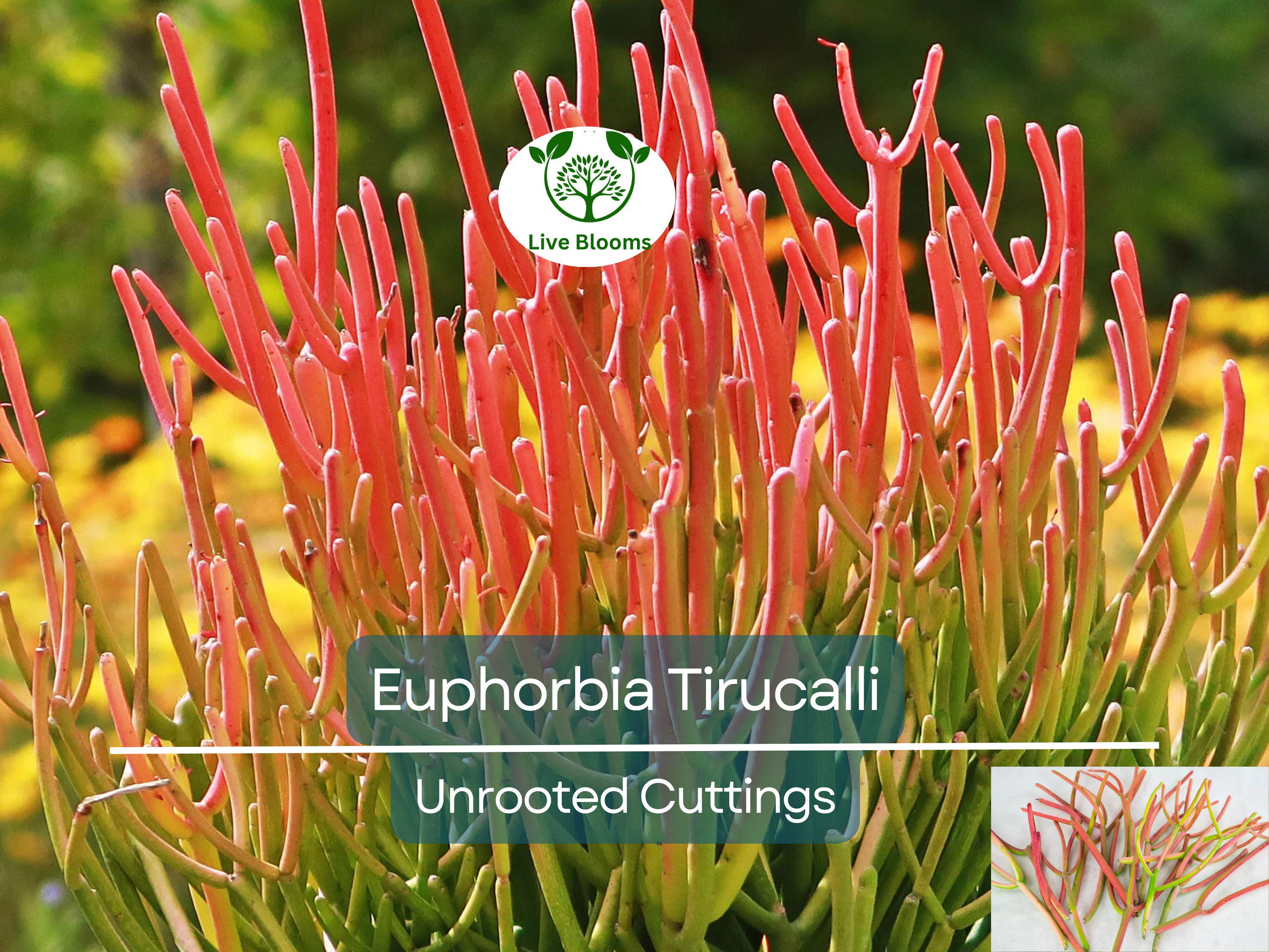 15 Healthy Fire Sticks Succulent Unrooted Cuttings - Euphorbia Tirucalli - Unique Colorful Succulent for Propagation & Garden