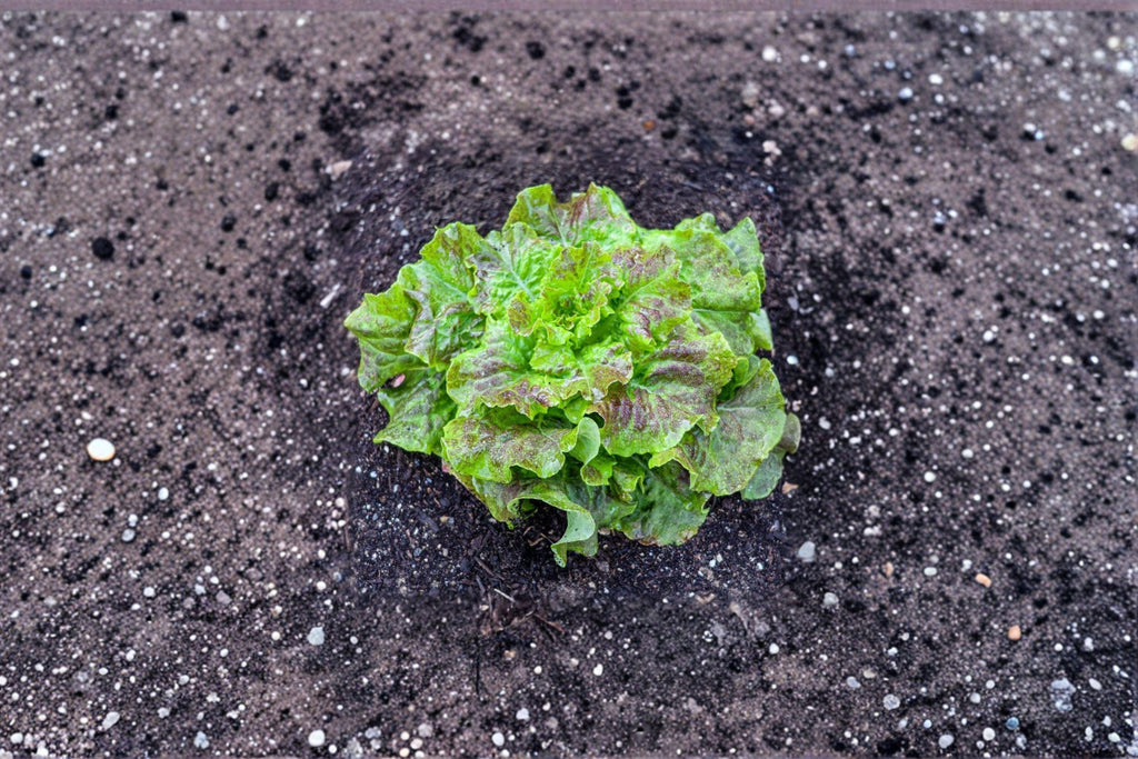 Bronze Mignonette – Butterhead Lettuce 700 Seeds | French Heirloom Lettuce | Bronze-Red Leaves | Sweet & Tender Butterhead