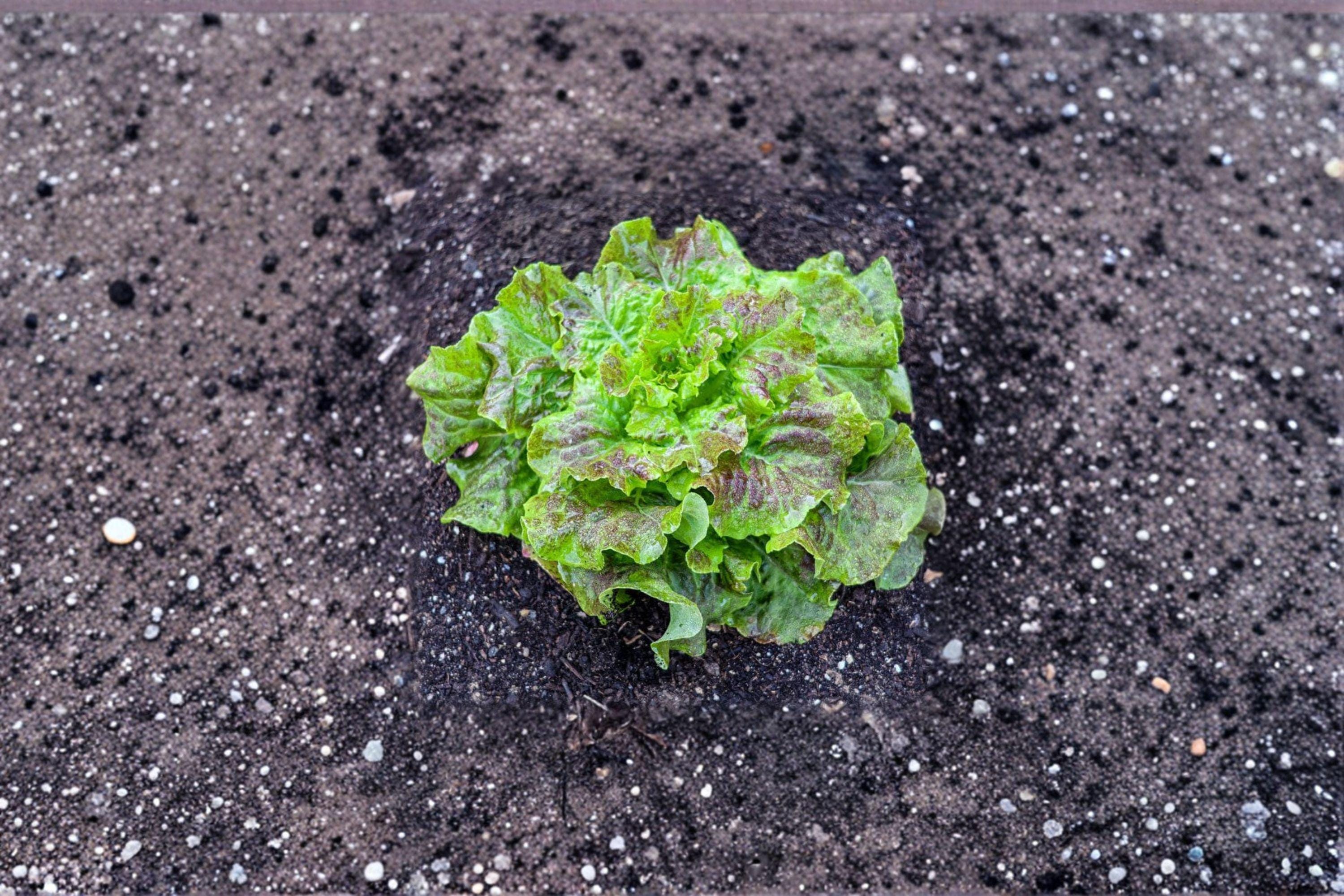 Bronze Mignonette – Butterhead Lettuce 700 Seeds | French Heirloom Lettuce | Bronze-Red Leaves | Sweet & Tender Butterhead