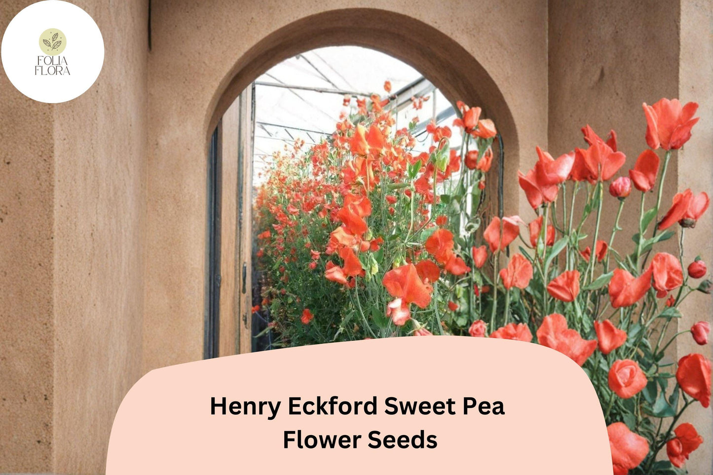 50+ Henry Eckford Sweet Pea Seeds | Fragrant Orange Salmon Flower for Garden Trellis & Cut Flowers