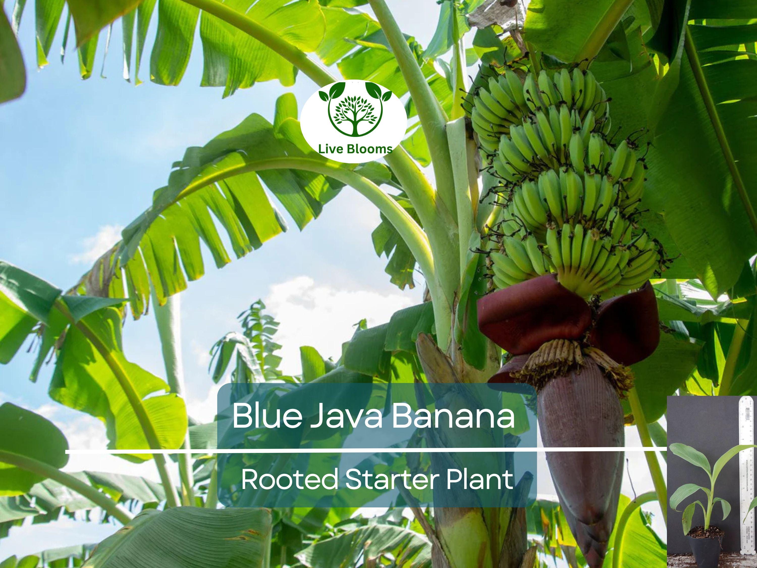 1 Musa Ice Cream (Blue Java) Banana Tree - Small Live Rooted Starter Plant, Tropical Blue Bananas, Unique Fruit, Home Garden or Containers