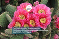 Opuntia Hybrid "Watermelon" Prickly Pear Cactus - 1 Rooted Cutting, Vibrant Pink Blooms, Winter Hardy