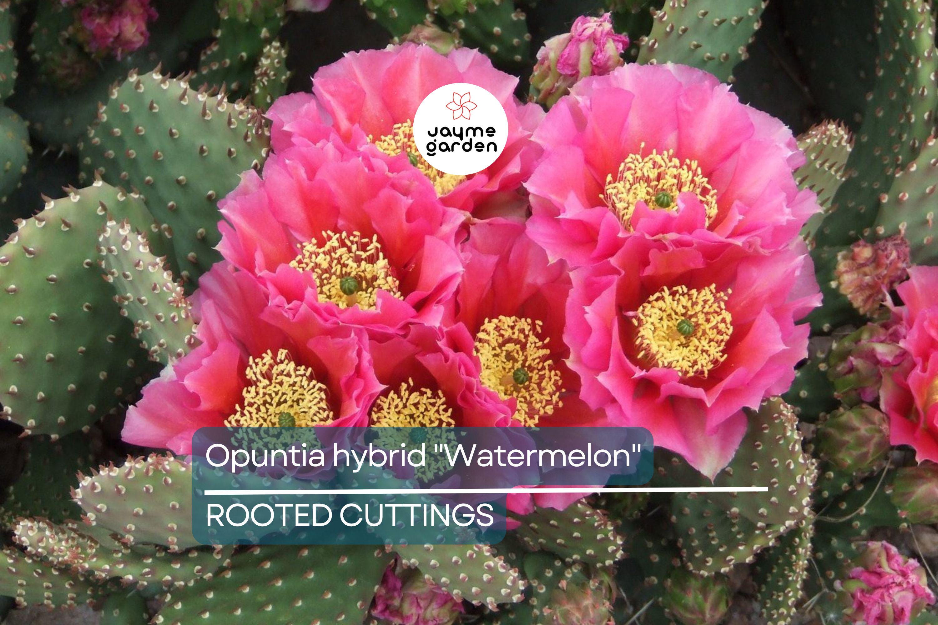Opuntia Hybrid "Watermelon" Prickly Pear Cactus - 1 Rooted Cutting, Vibrant Pink Blooms, Winter Hardy