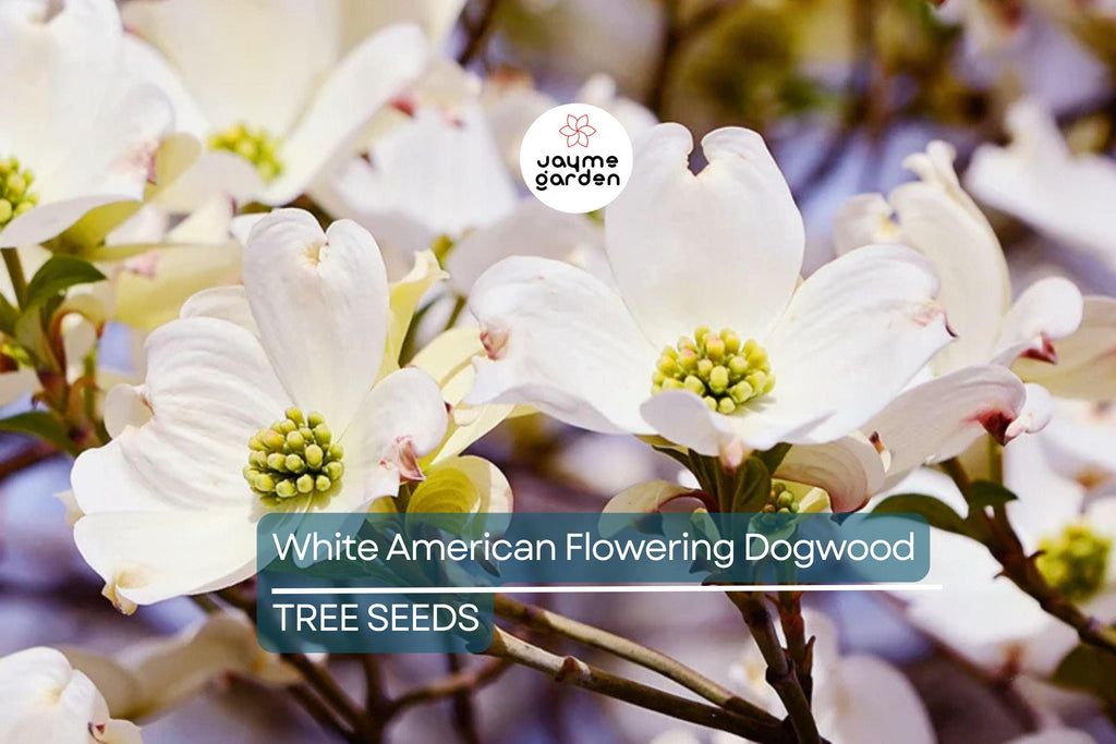 10 White American Flowering Dogwood Tree Seeds (Cornus florida) – Hardy Ornamental, 15-30' Tall