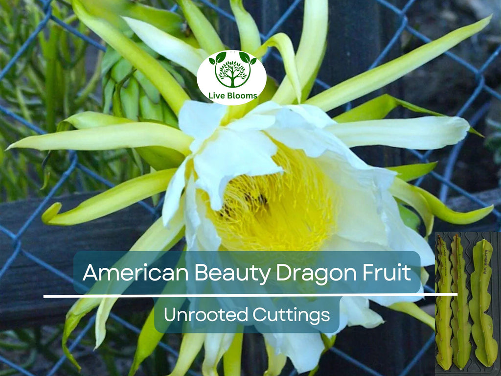 3 American Beauty Dragon Fruit Unrooted Cuttings 8-10", Self Pollinating (Hylocereus undatus), Edible Fruit Cactus, Grow Your Own Pitaya