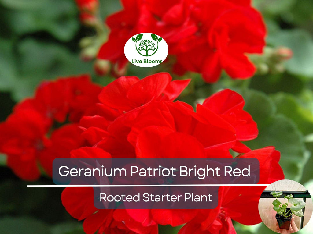 1 Geranium 'Patriot Bright Red' Plug - Zonal Crimson Red Live Plant, Beautiful Red Blooms, Hardy Garden Flower, for Containers & Bedding