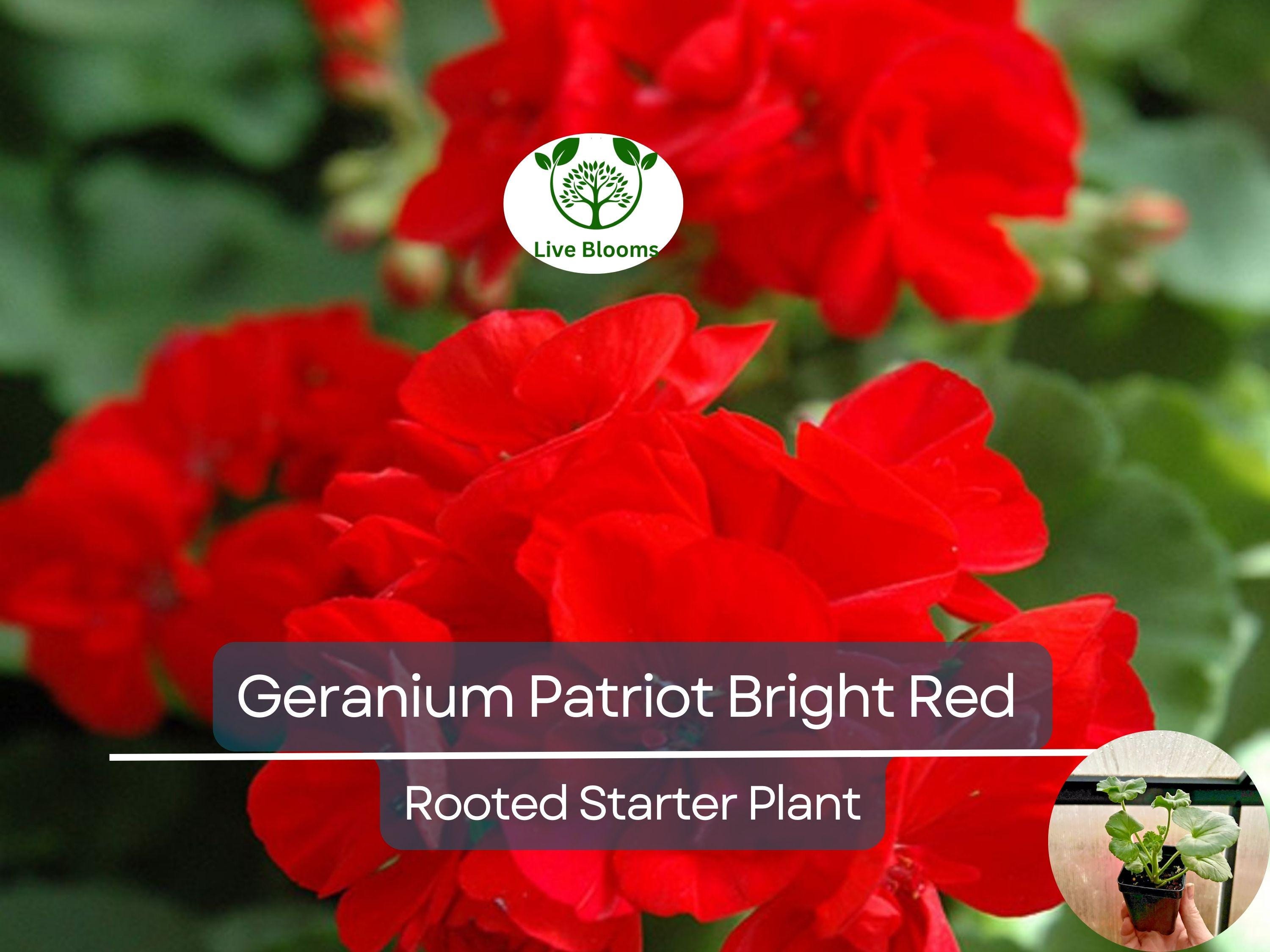 1 Geranium 'Patriot Bright Red' Plug - Zonal Crimson Red Live Plant, Beautiful Red Blooms, Hardy Garden Flower, for Containers & Bedding