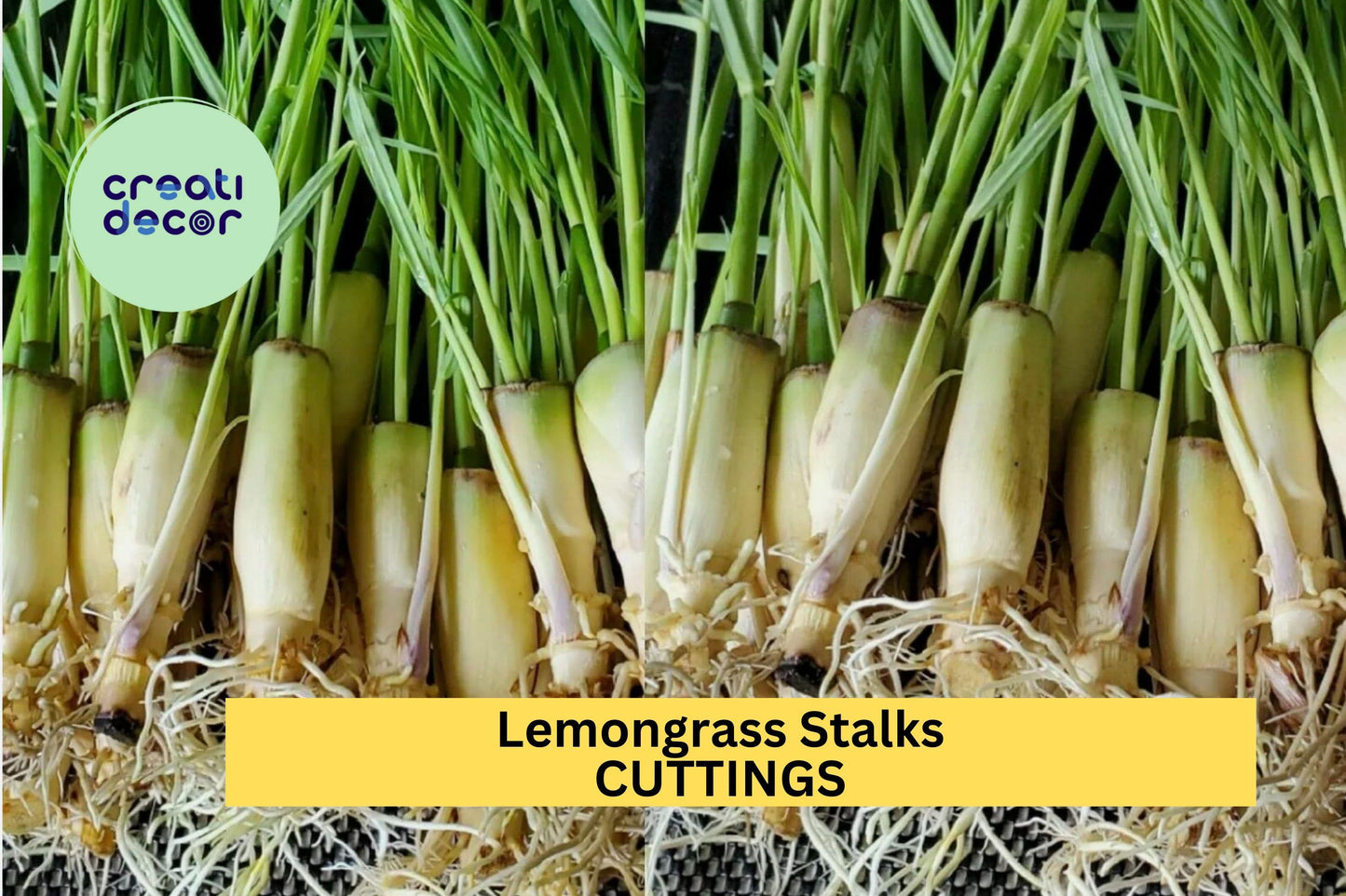 10 Lemongrass Stalks – 5–8" Fresh Cuttings for Planting or Culinary Use, Citronella Variety for Garden or Kitchen – USA