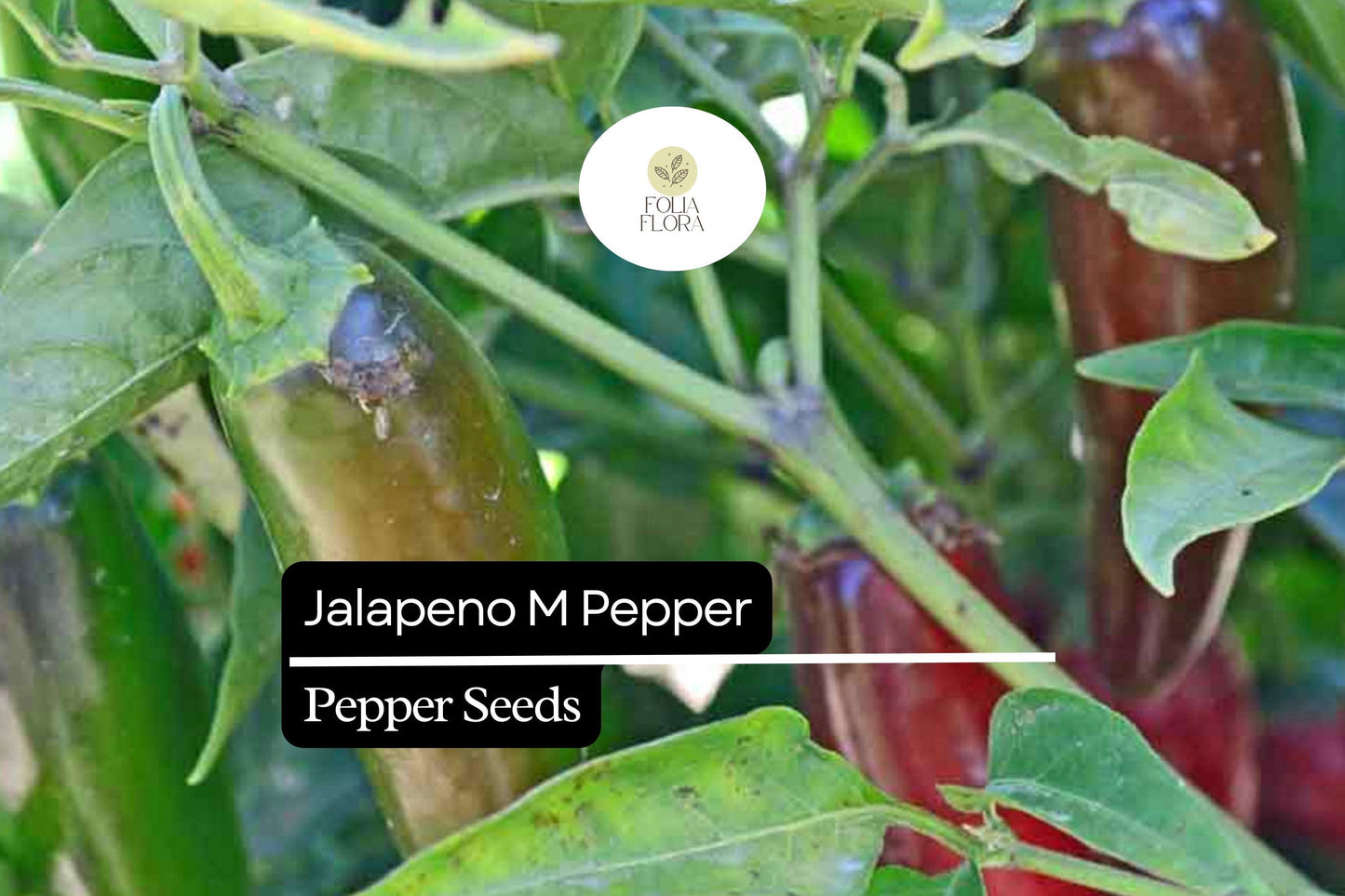 25 Jalapeño M Pepper Seeds – Capsicum annuum – Heirloom, Non-GMO, Medium Heat (2,500–5,000 SHU)