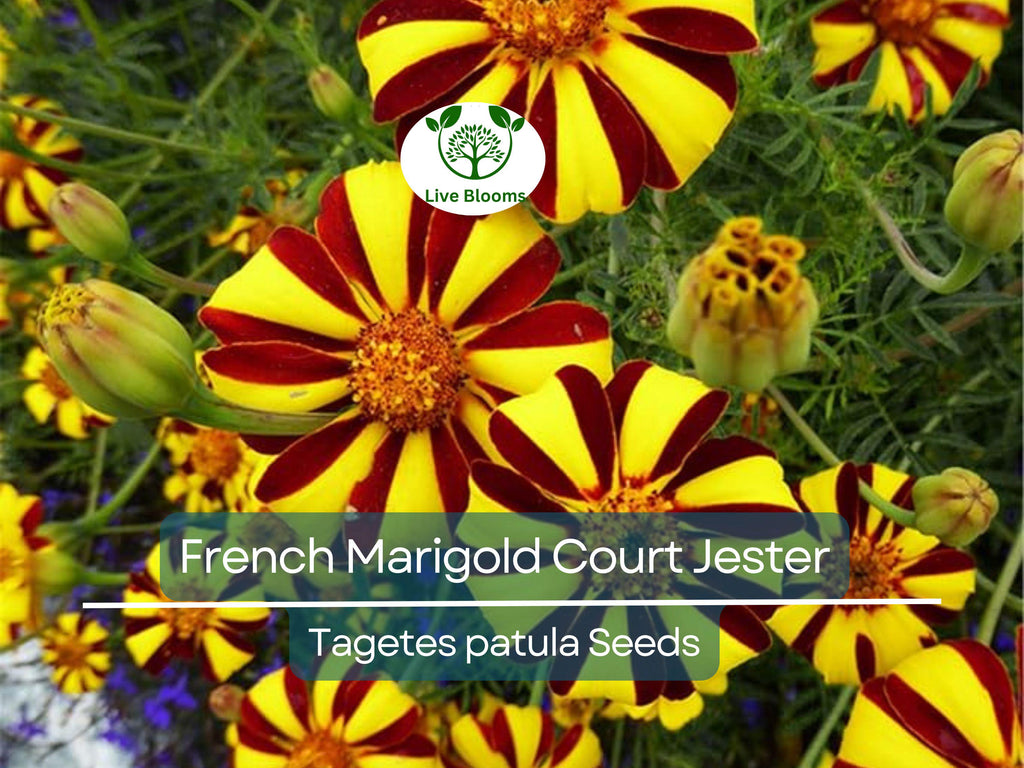100 Seeds French Marigold Court Jester Harlequin - Tall, Non-GMO, Beneficial Pollinator Plant, Vibrant Blooms, for Gardens & Landscapes