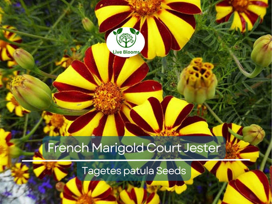 100 Seeds French Marigold Court Jester Harlequin - Tall, Non-GMO, Beneficial Pollinator Plant, Vibrant Blooms, for Gardens & Landscapes