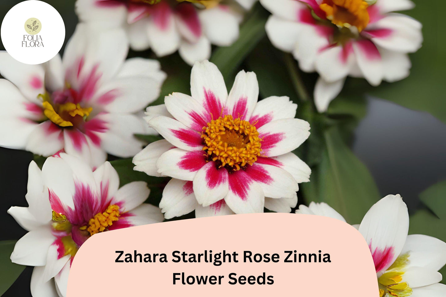 100+ Zahara Starlight Rose Zinnia Seeds – Hybrid Non-GMO Annual Flowers for Garden Planting & Borders