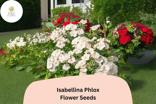 100+ Isabellina Phlox Seeds – Creamy Yellow Garden Flowers, Phlox drummondii