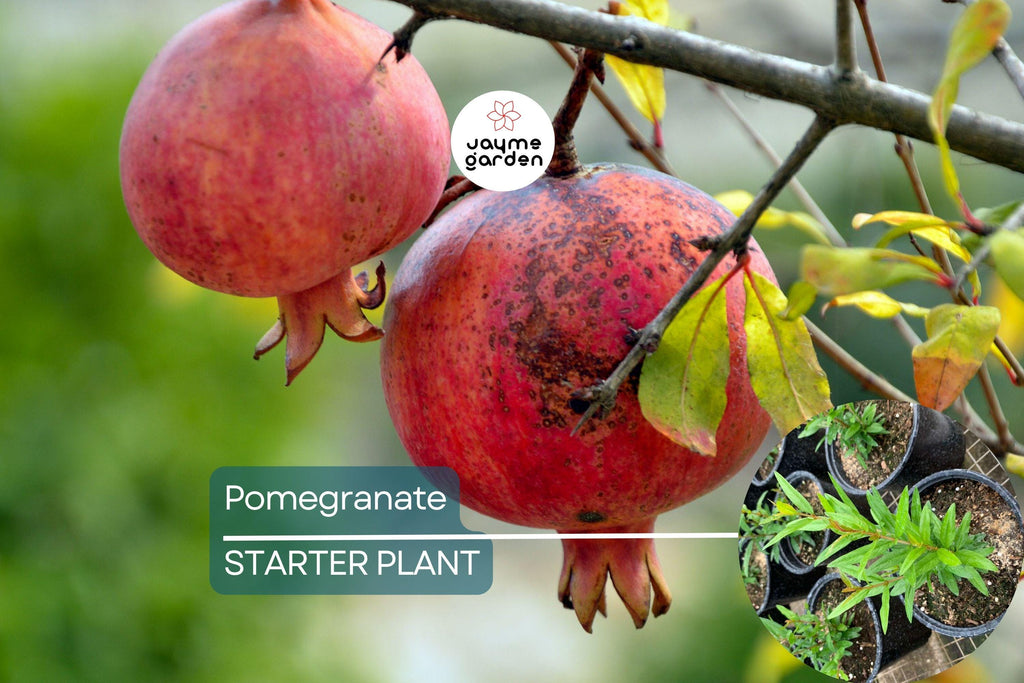 1 Pomegranate Tree (Punica granatum) Tropical Starter Plant 10”-24” | Hardy Fruit Tree for Gardens or Containers