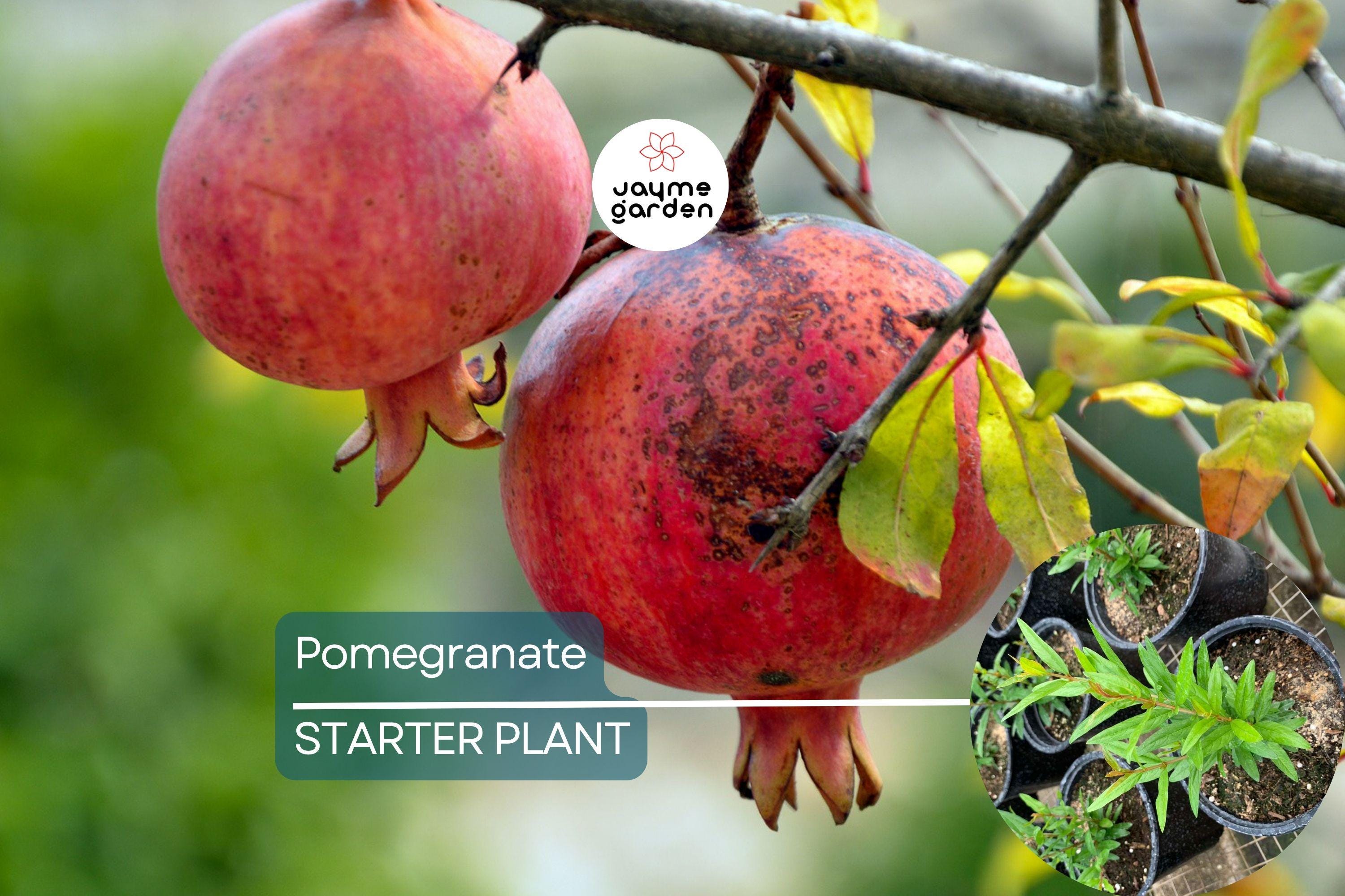 1 Pomegranate Tree (Punica granatum) Tropical Starter Plant 10”-24” | Hardy Fruit Tree for Gardens or Containers