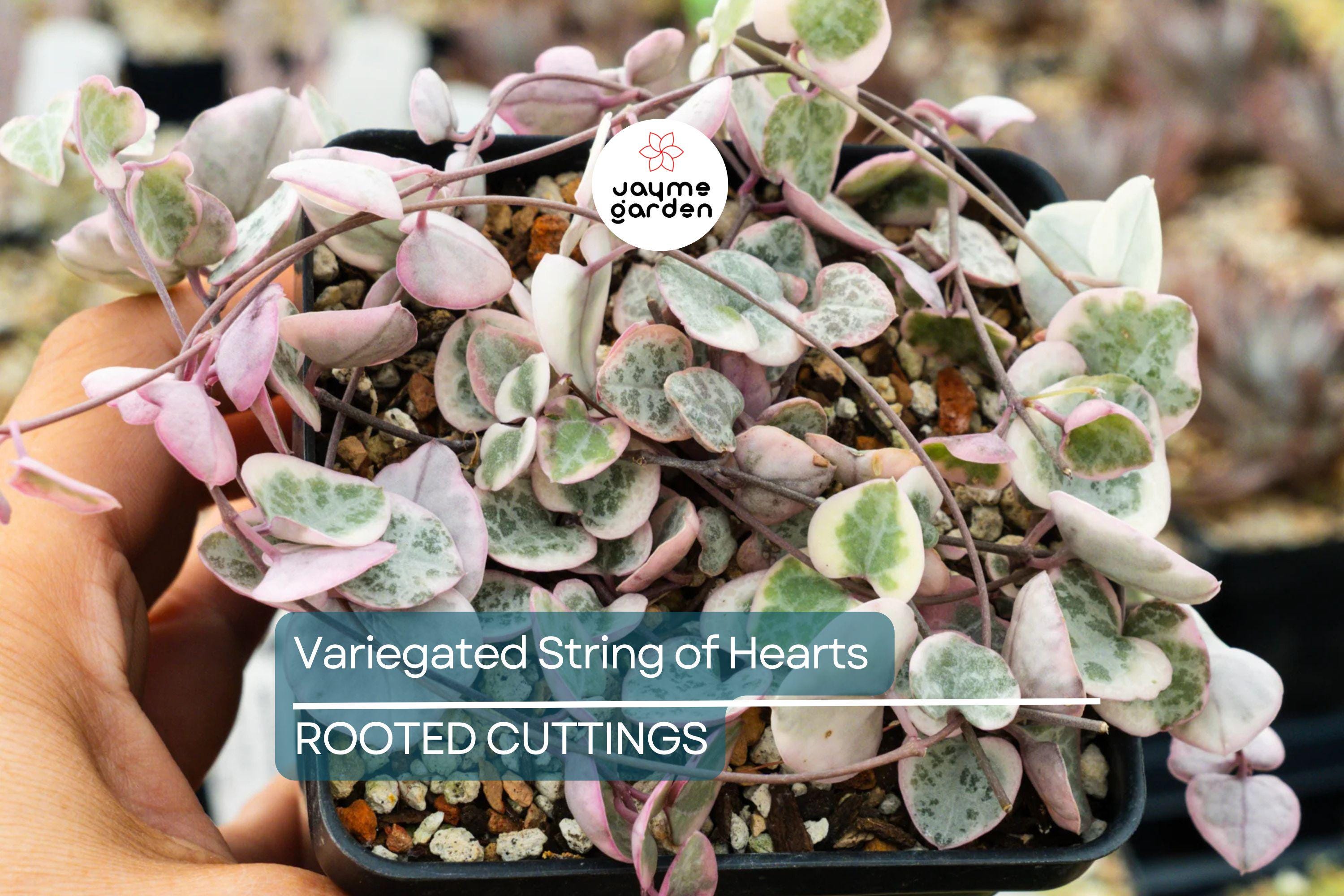 Variegated String of Hearts Cutting - Ceropegia Woodii in Prop Cup, Easy to Grow