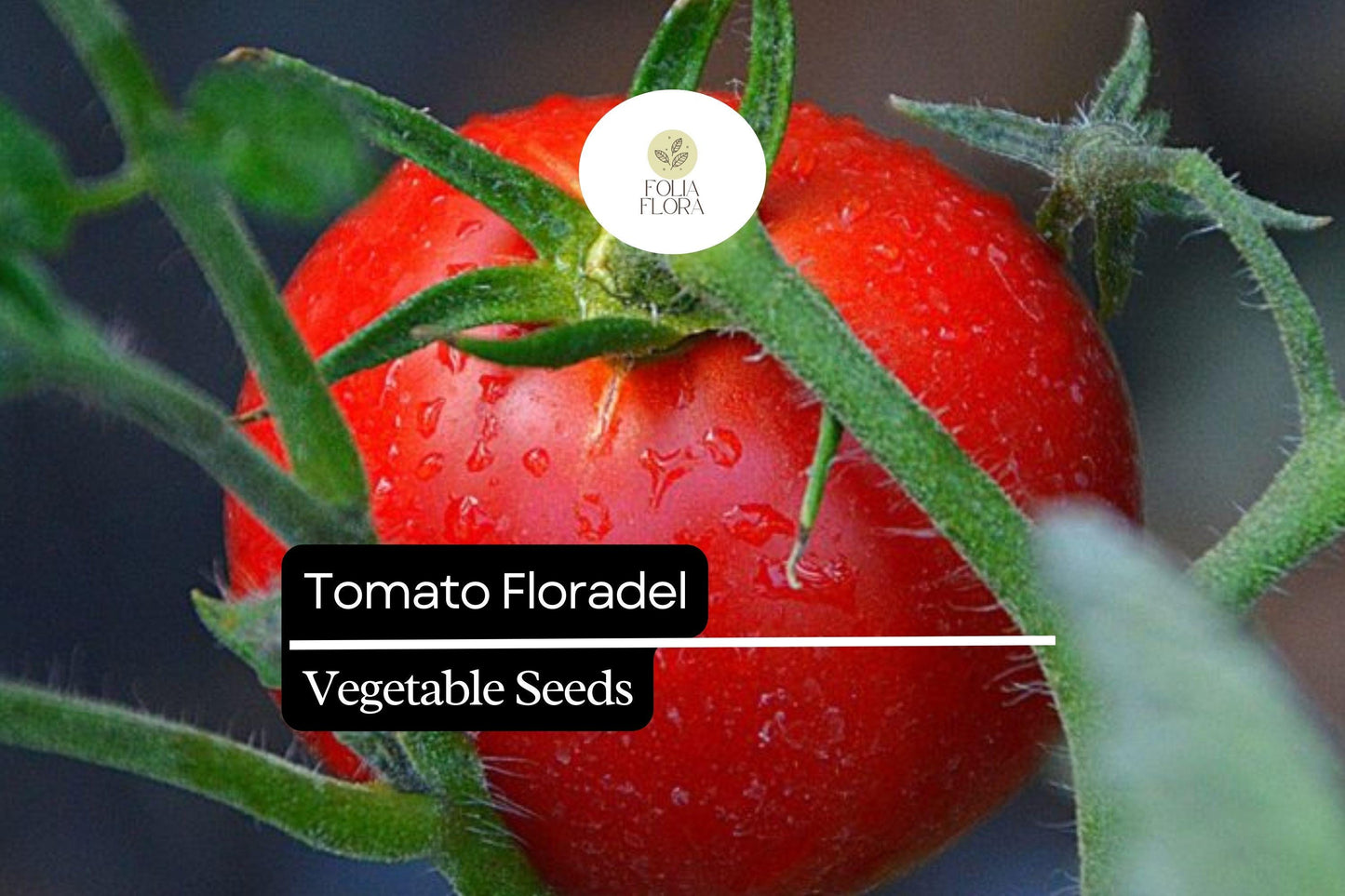 100mg Tomato Floradel Seeds Solanum lycopersicum | Heirloom, Non-GMO Vegetable, Large Round Fruits, Disease Resistant, Garden Staple