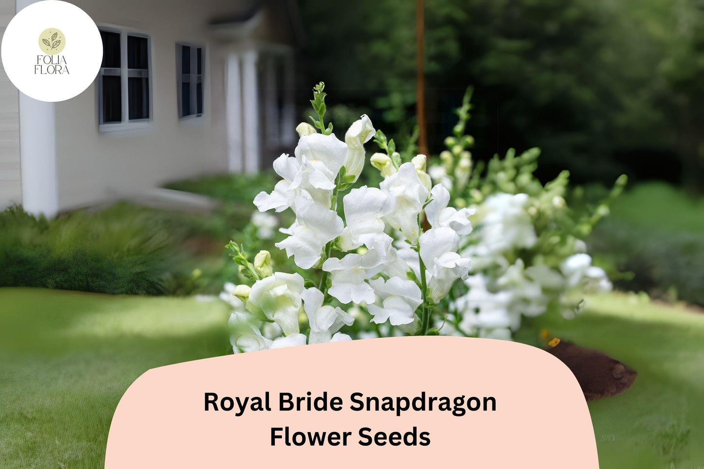 Antirrhinum majus Royal Bride Snapdragon Seeds – 1000+ Pure White Fragrant Blooms for Garden & Bouquets