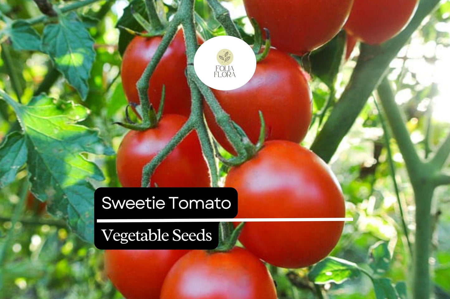 30 Sweetie Tomato Seeds – Solanum lycopersicum – Heirloom, Extra-Sweet Cherry Tomato, High-Yielding, Perfect for Snacking & Salads
