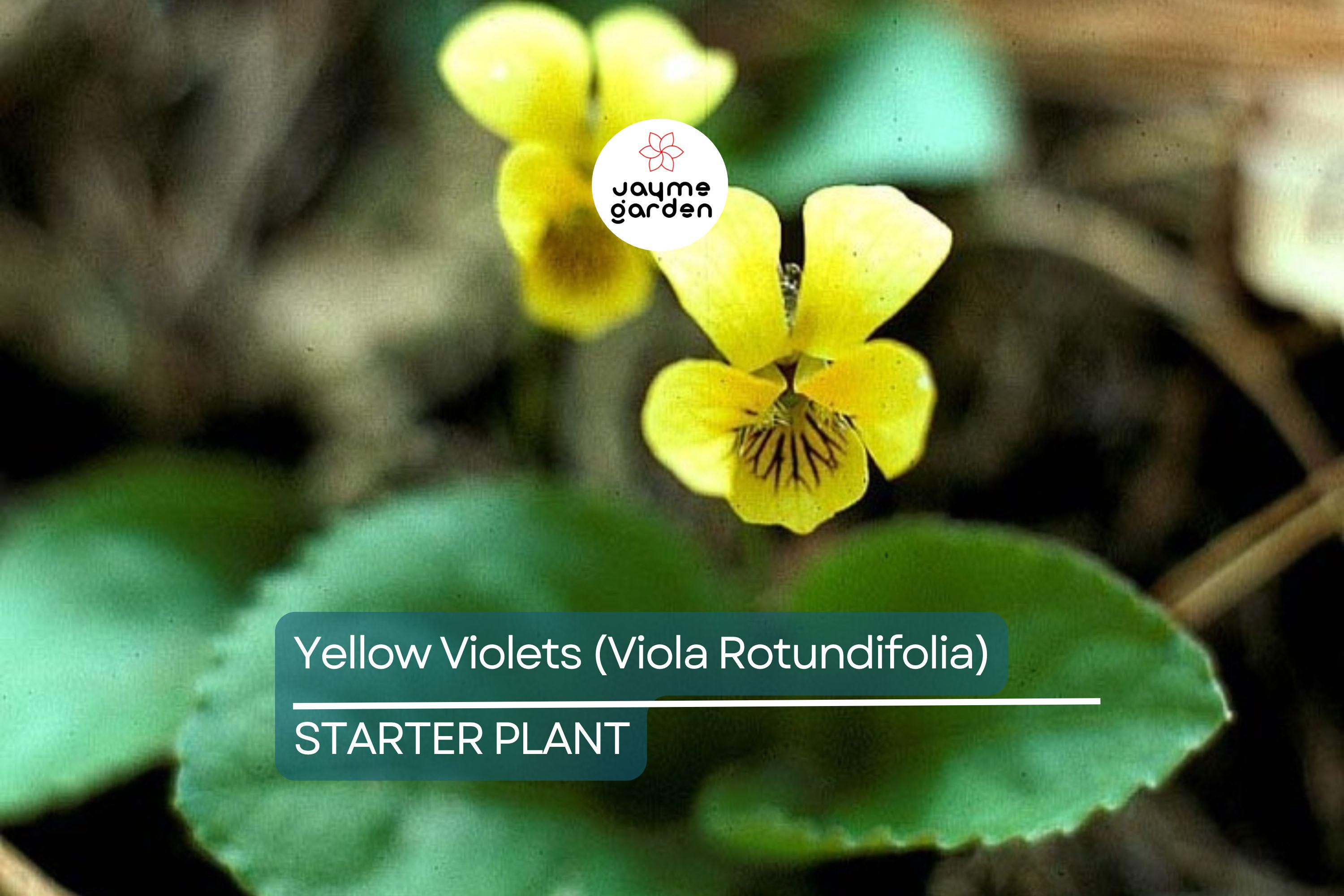 Yellow Violets (Viola Rotundifolia) | Bare-Root Starter Plants - Heart-Shaped Leaves & Yellow Flowers - 4–24" Growth
