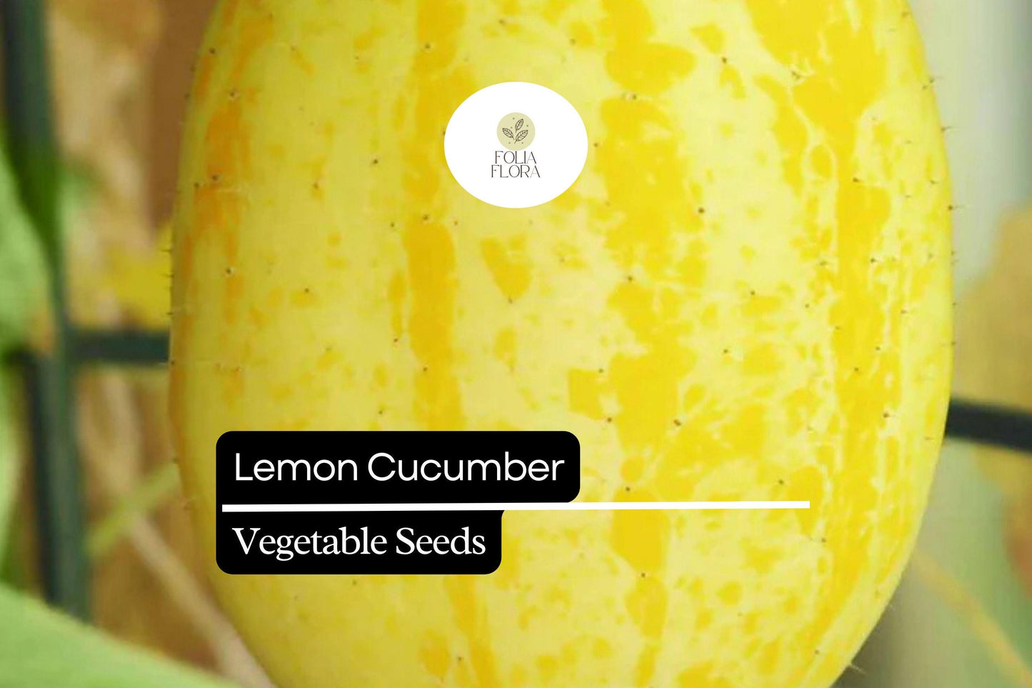 50 Seeds Lemon Cucumber (Cucumis sativus) – Crisp, Refreshing, and Mildly Sweet